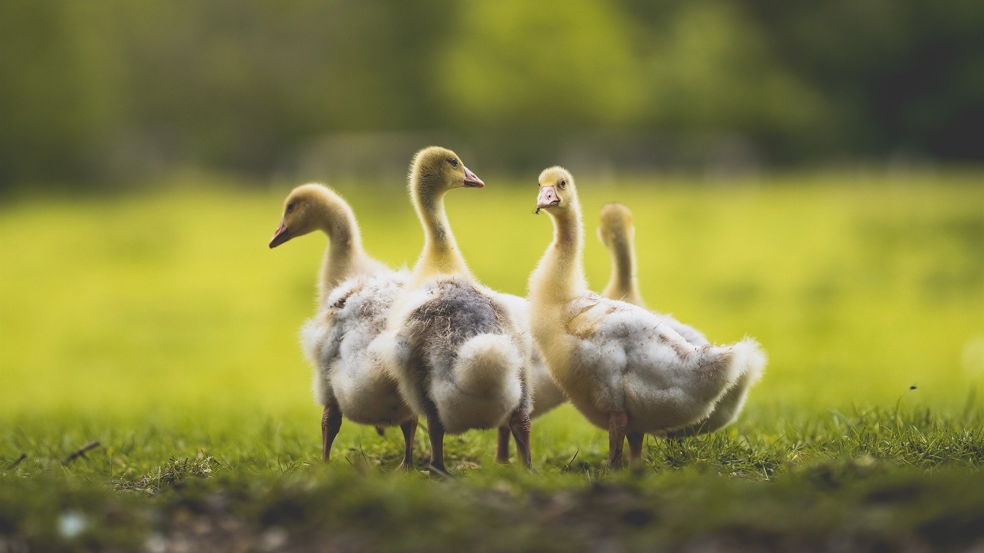 乐鱼体育App下载-网坛大满贯选手因禁药被禁赛两年，网坛全满贯球员