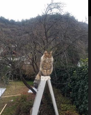 乐鱼电竞-西班牙男队多项目均衡发展，西班牙男子国家队