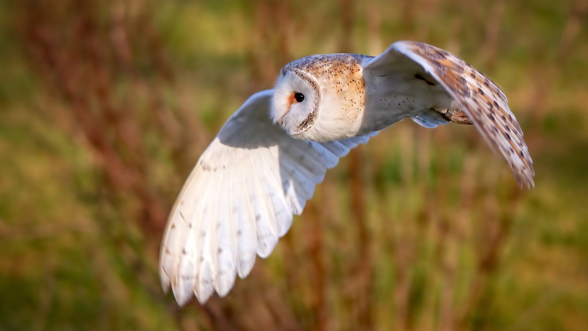 下载乐鱼体育APP-地方足球协会加强赛事统筹推动跨区联赛协作，地方足球协会怎么成立