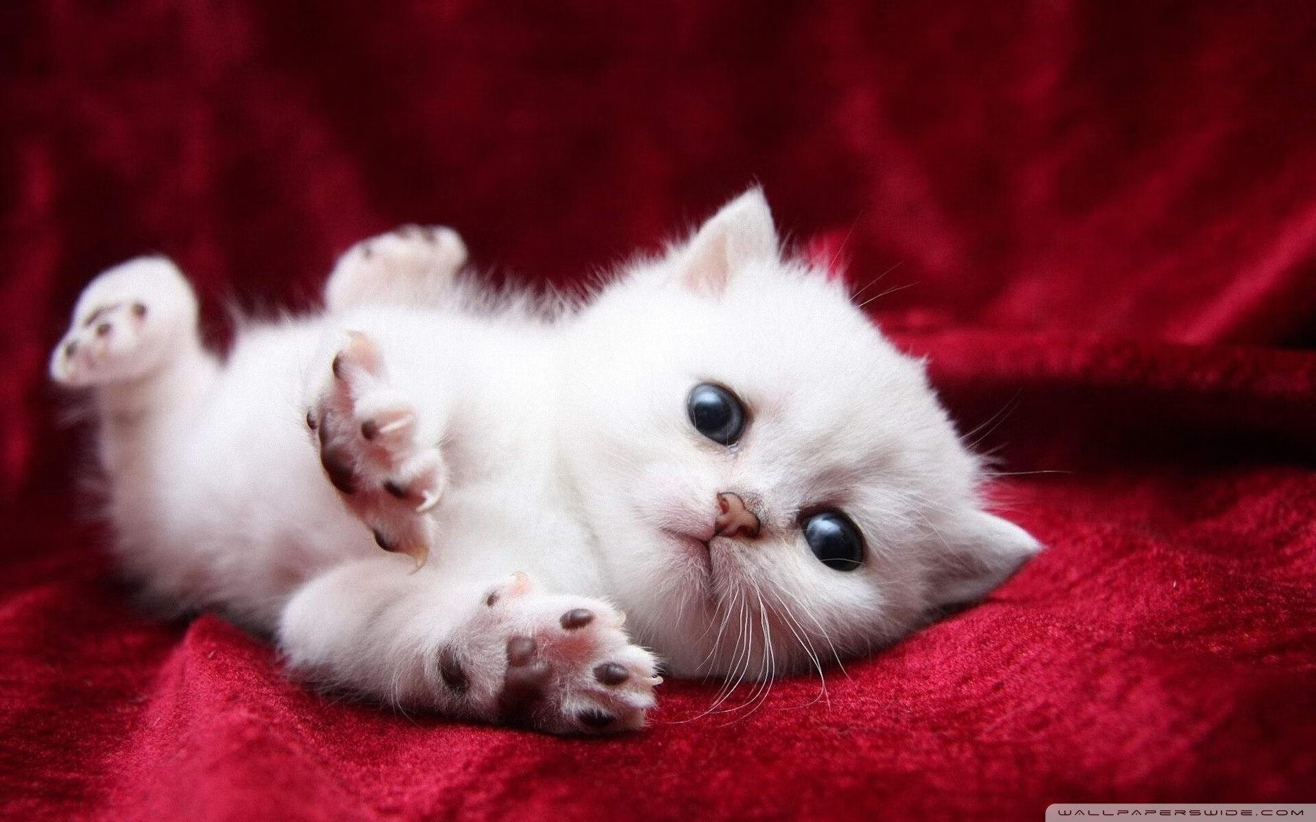 Leyu Sports (乐鱼体育)-特色足球文化在多国合作项目中展现强大吸引力，不同国家的足球文化