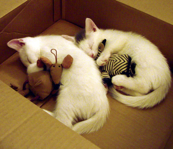 乐鱼官网-美洲杯明星对决：突破、突破、再突破！，美洲杯决赛队员