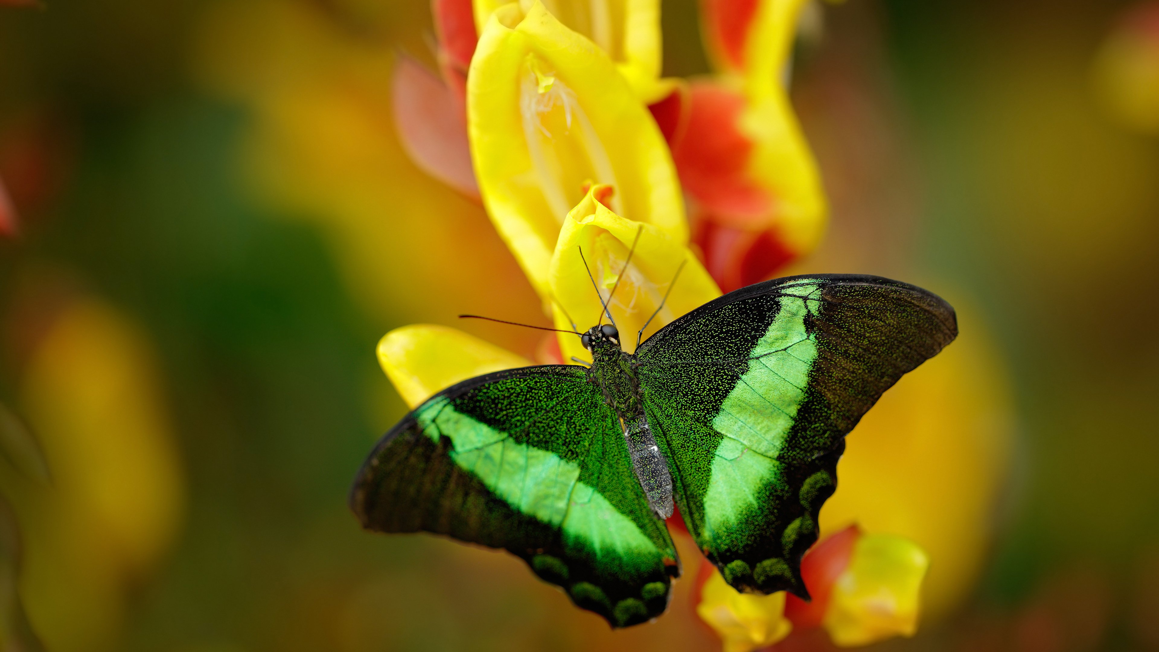 乐鱼体育APP官方下载-中国足球国家队战术变化对球员适应性的考察，中国足球国家队阵型
